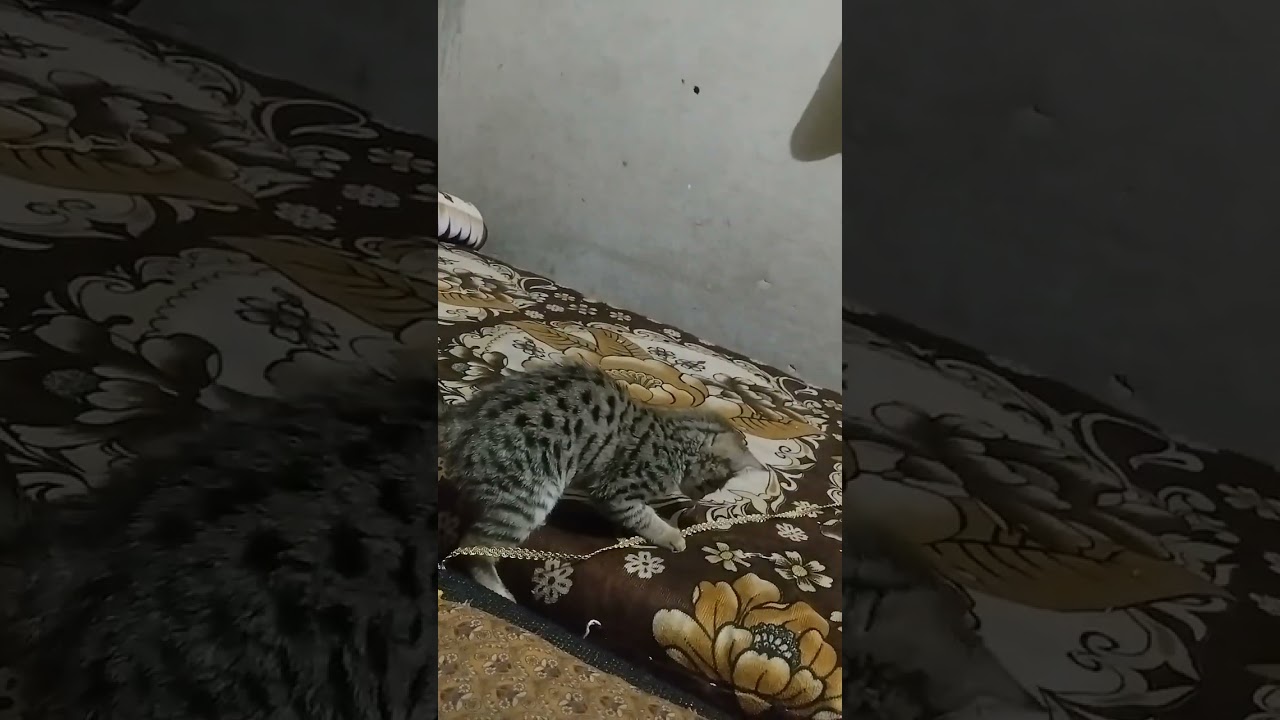 Cat videos cat fight viral video cat 