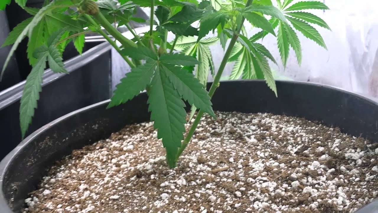 La Plata labs/ white voodoo