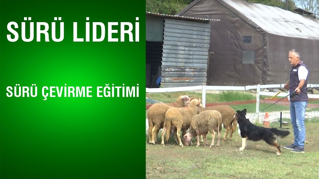 Sürü Lideri - Sürü Çevirme Eğitimi - Avustralya Çoban Köpeği Eğitim Uygulaması