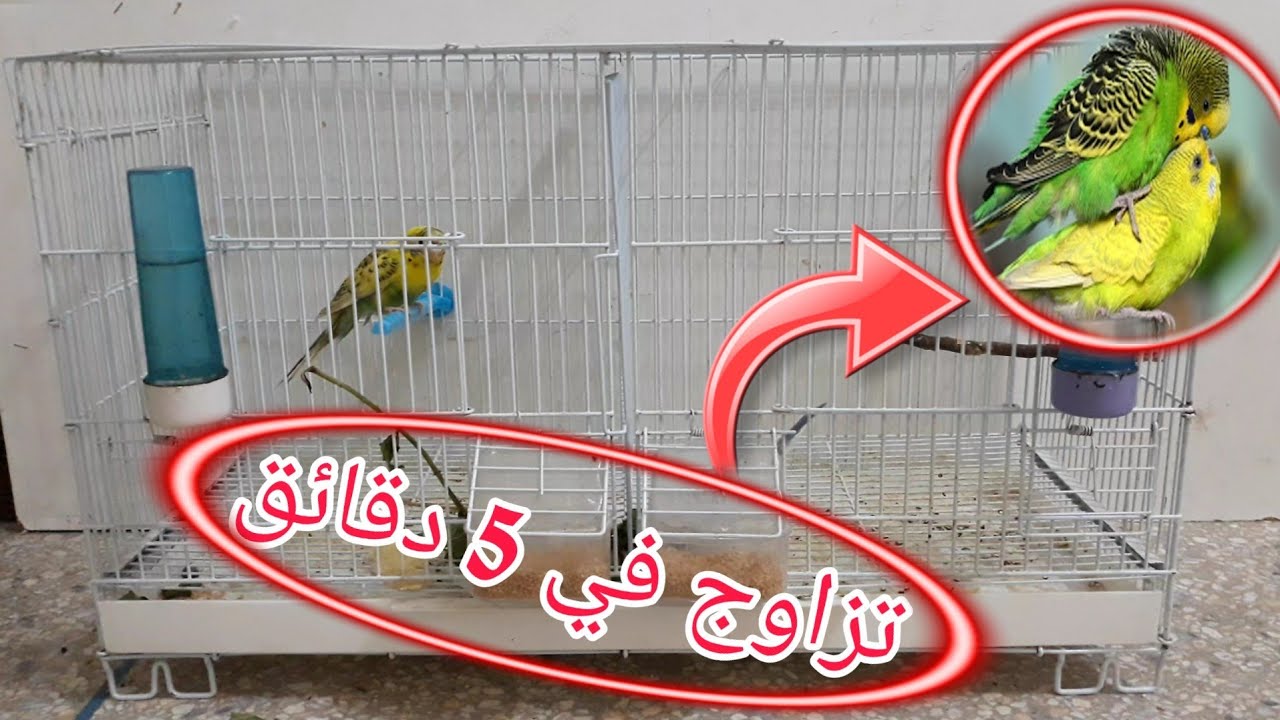 طريقة تزاوج طيور البادجي بسهولة _ طريقة المحترفين في انتاج طيور البادجي
