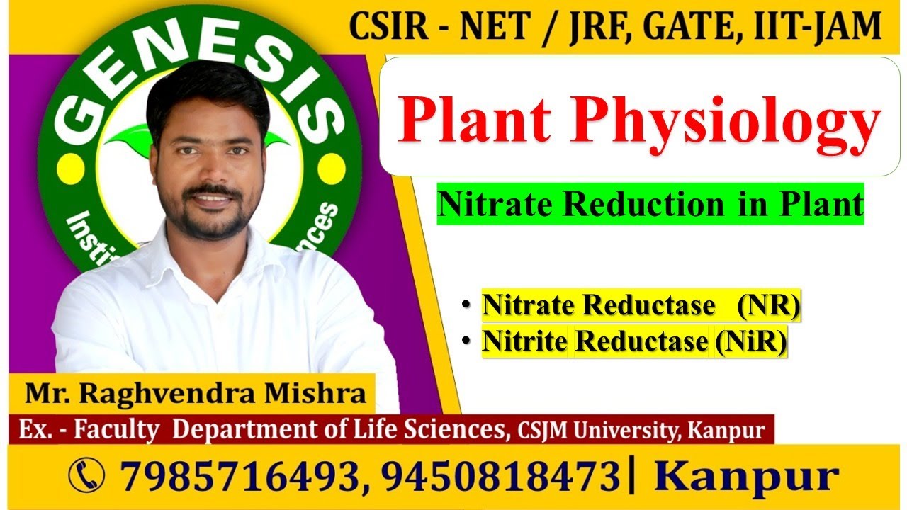 Nitrate Reduction in plants | Plant Physiology  |CSIR NET/JRF | GATE | Life science | ICMR| IITJAM