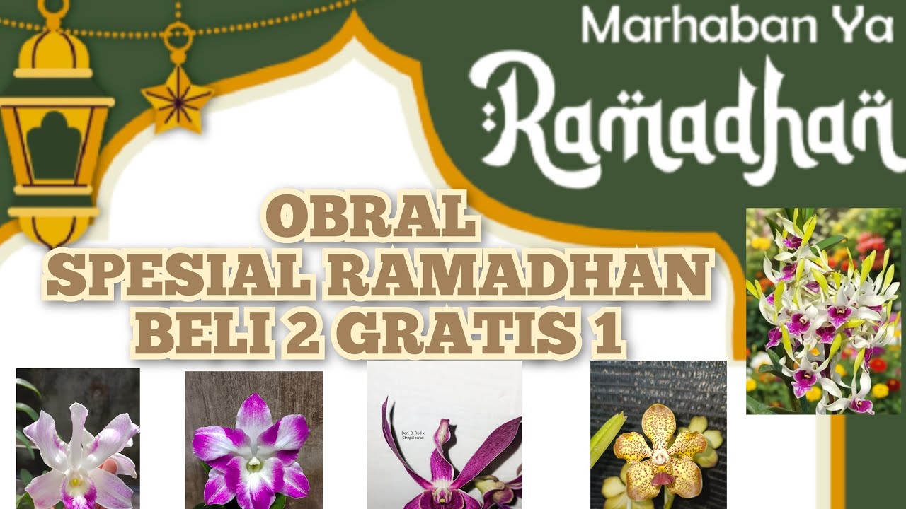 OBRAL ANGGREK BELI 2 GRATIS 1. ADMIN 085655696848🌸🌸🤩🤩