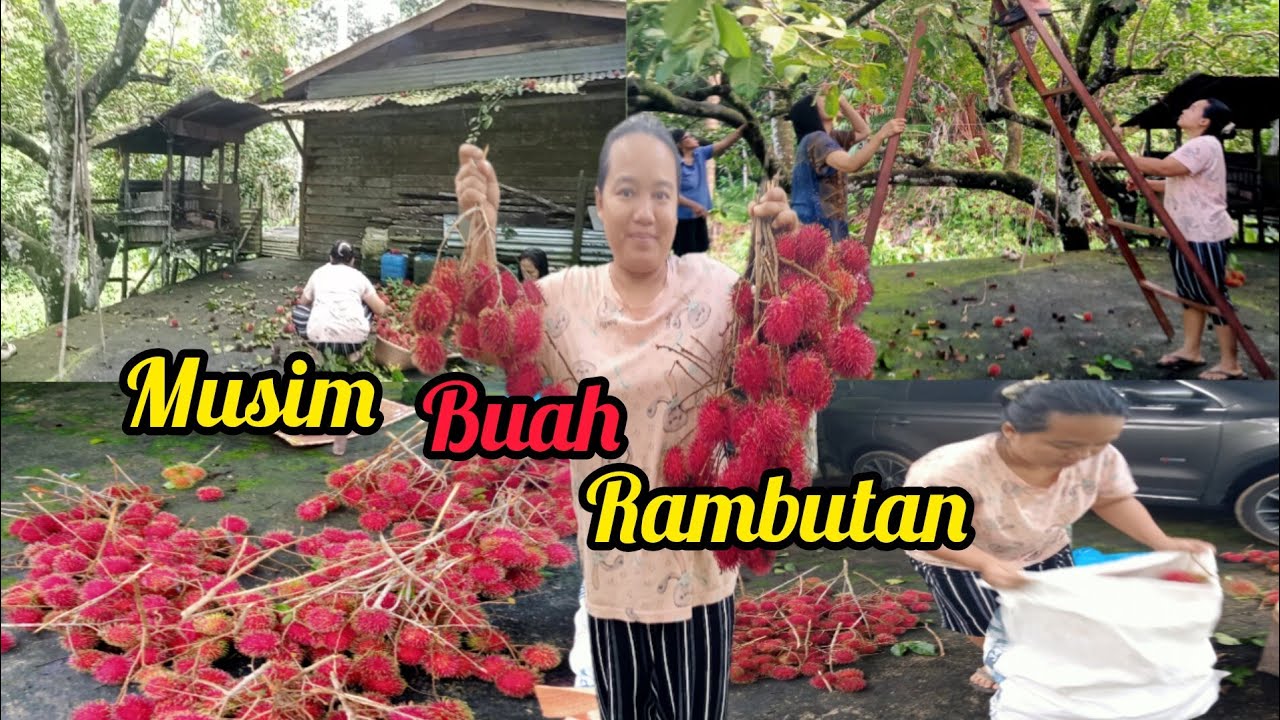 Buah rambutan manis tepi rumah// musim rambutan belum berakhir 