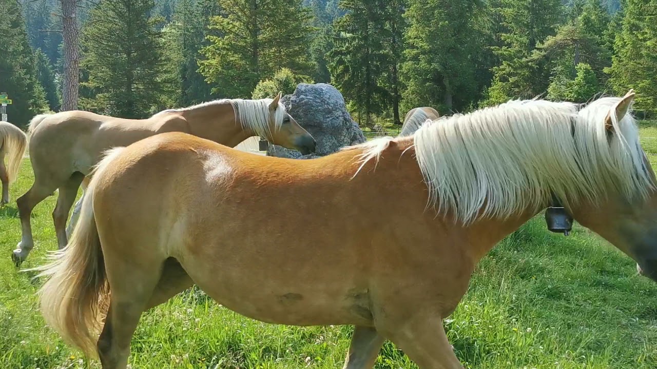 De letzte frische Weide vor'm Almauftrieb