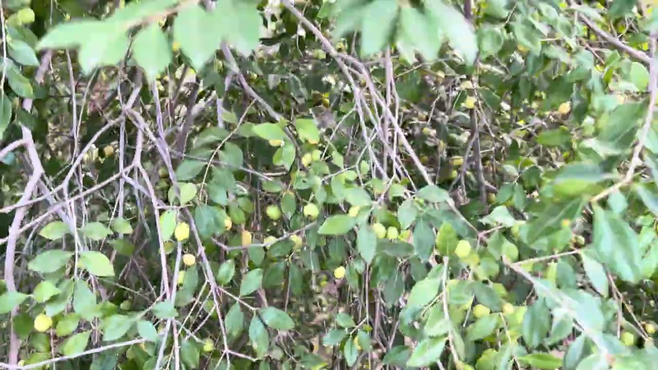 Conocen esta fruta? 
