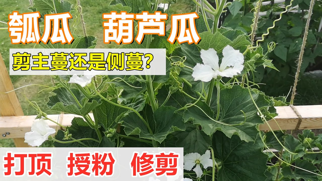 盆栽/地栽【瓠瓜/葫芦瓜/蒲瓜】打顶  摘心  修剪✂️ Pruning bottle gourd properly