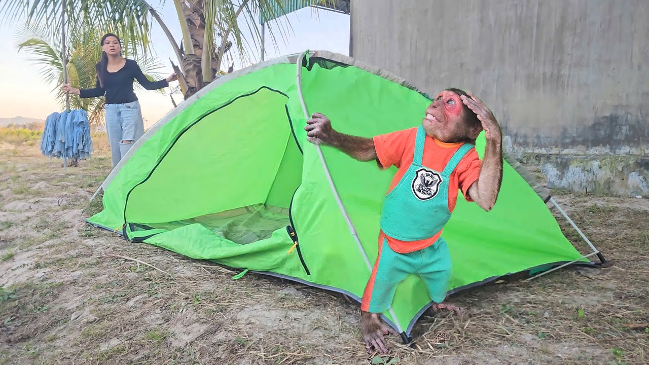 Monkey SU Sneaks Out of Bed to Set Up a Camping Tent 😂  Funniest Monkey Video