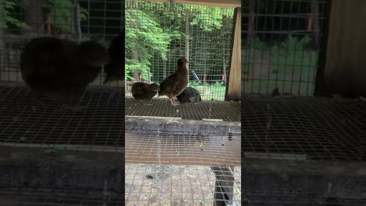 Coturnix Quail Crow #coturnixquail #backyardflock
