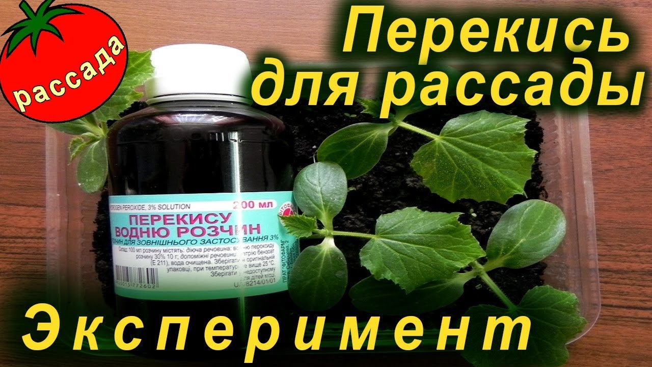 ЭКСПЕРИМЕНТ! Перекись водорода и подкормка для рассады.