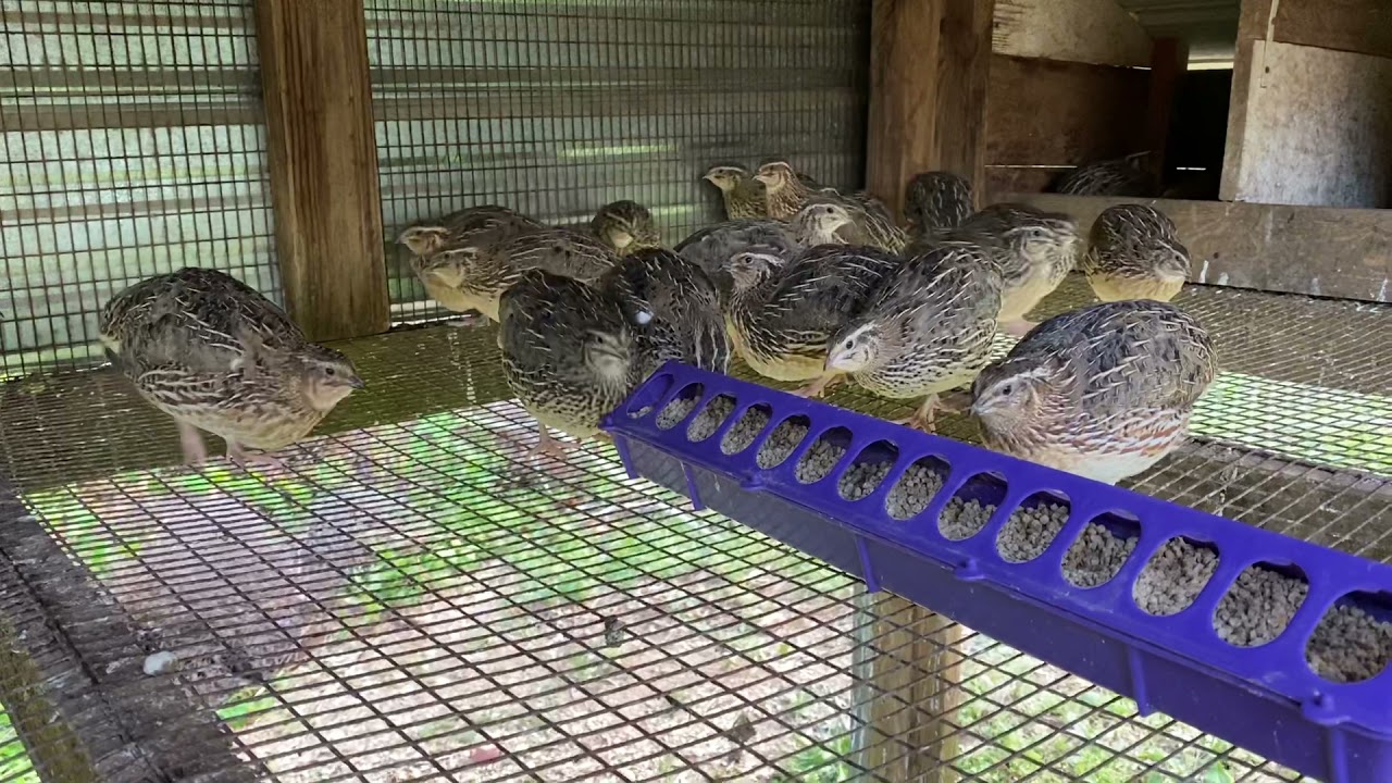 Raising Quail: 5 Weeks and Counting!