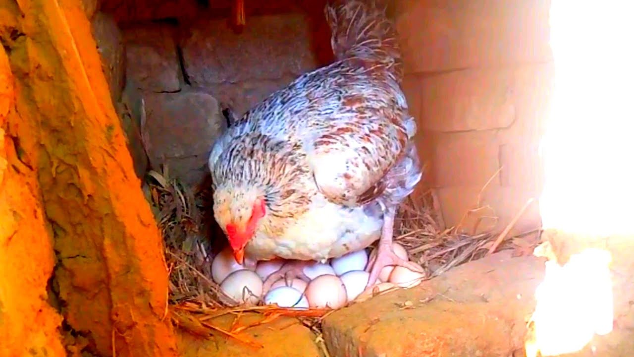 Best hatching setups Ideas for hen | Eggs hatching setup making