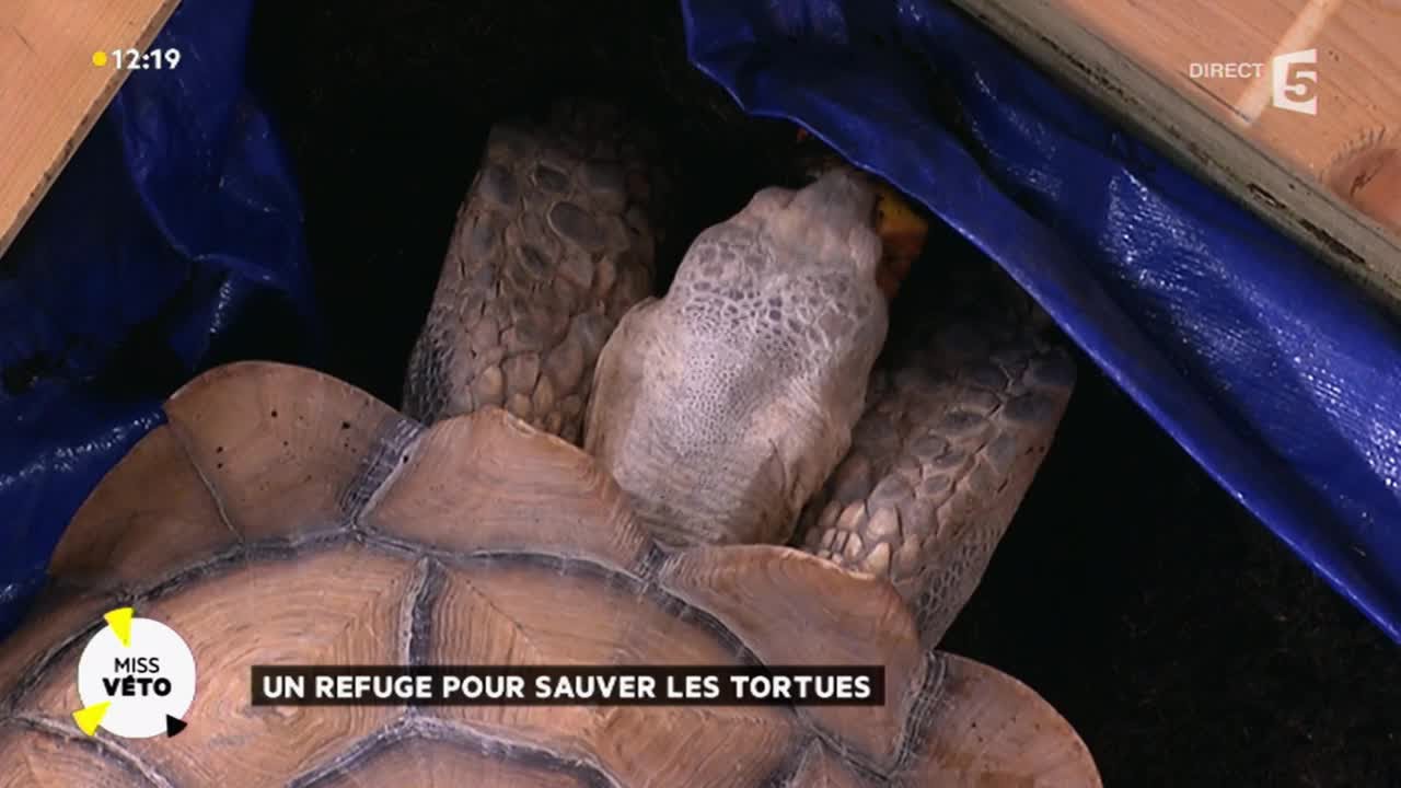 Un refuge pour sauver les tortues
