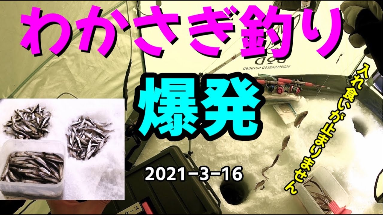 チミケップ湖 ワカサギ釣り　爆釣いや爆発しました！　入れ食いが止まらない！2021 3 16