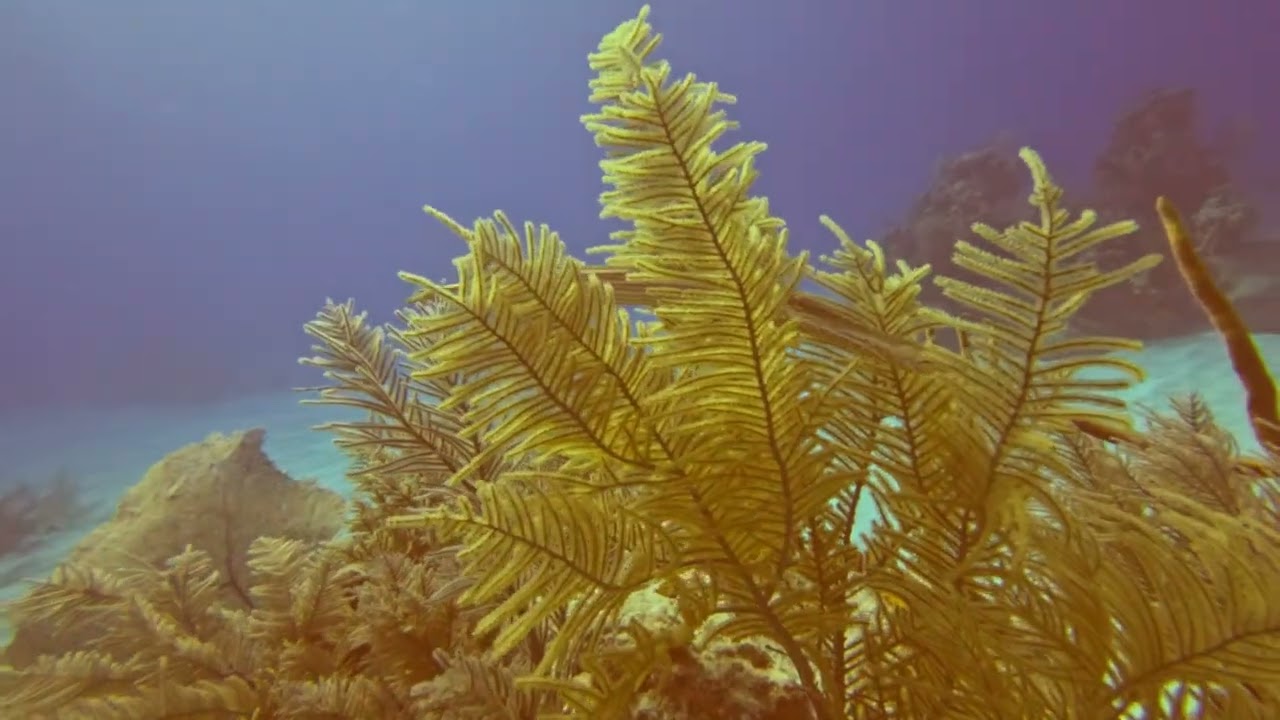 Fish in Grand Turk March 2026