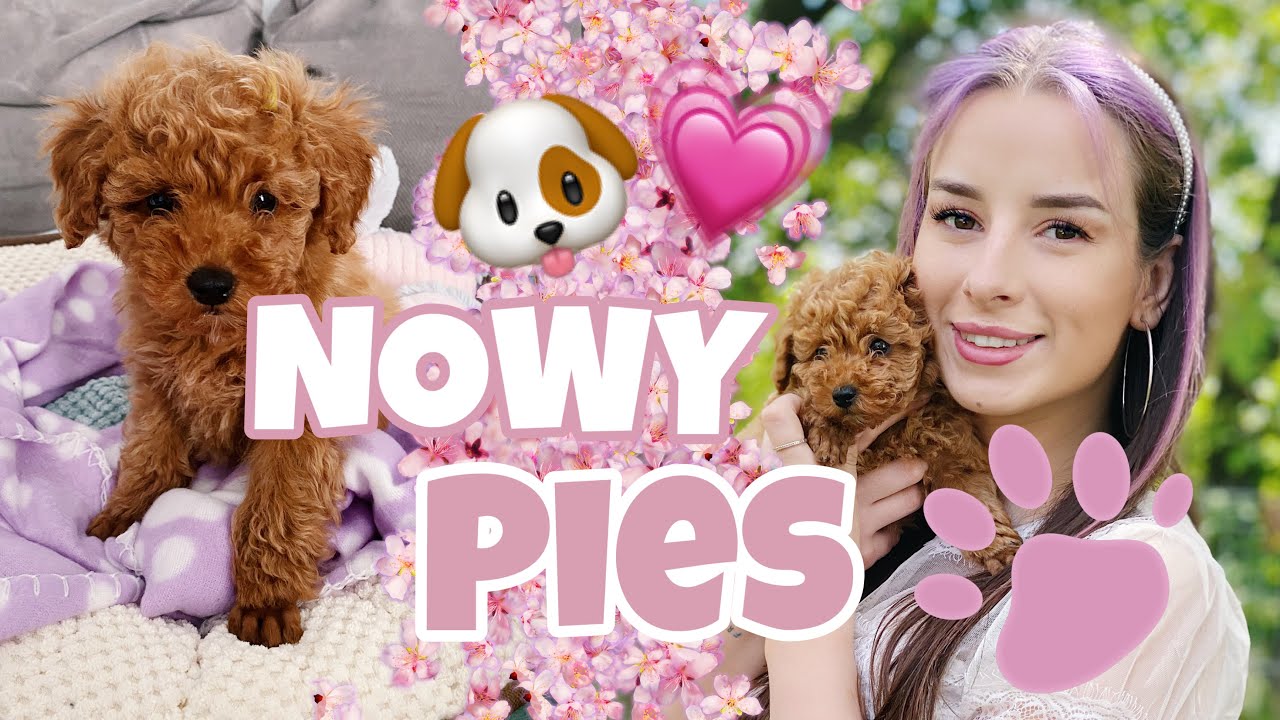 MAM NOWEGO PSA | Sylwia Lipka