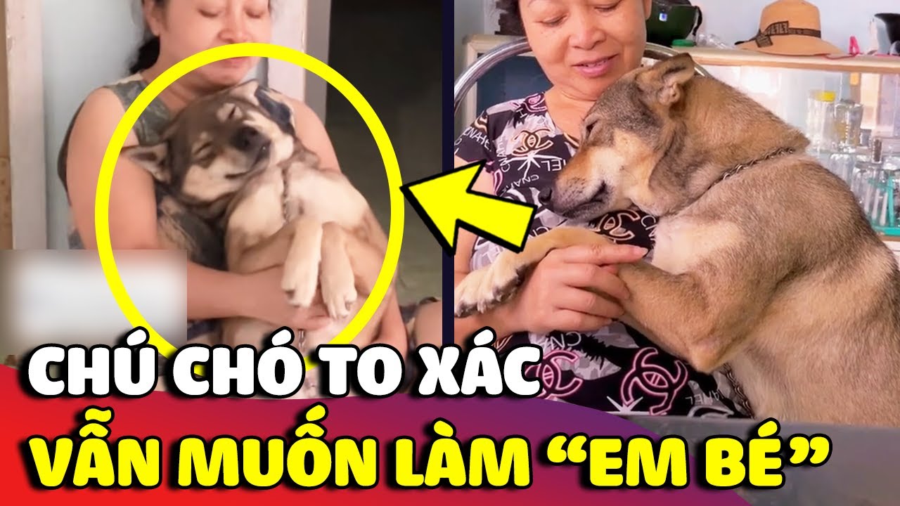 This dog is big but has the soul of a baby, when good manners overwhelm its body 😝 | Gau Dan