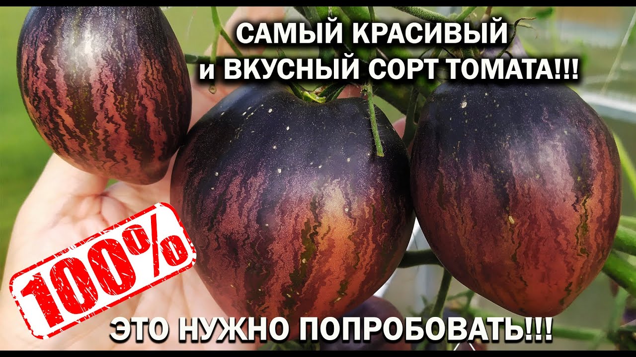 ЛУЧШИЕ СОРТА ТОМАТОВ! ЗВЕЗДНЫЙ ИСТРЕБИТЕЛЬ