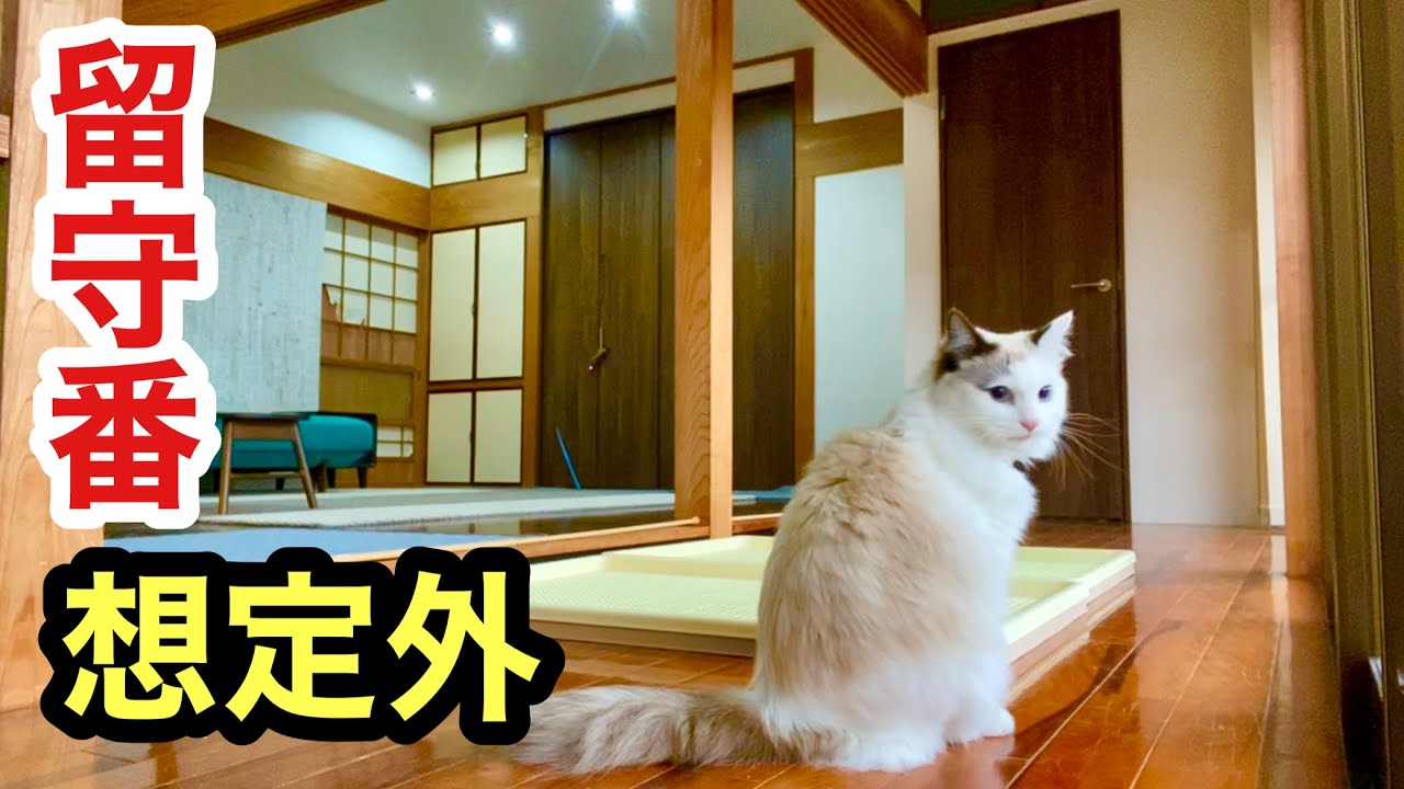 猫の留守番を隠し撮り、鳴いてると思ったら想定外な状況でした