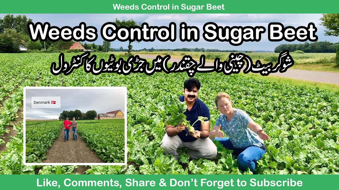 Weeds Control in Sugar Beet