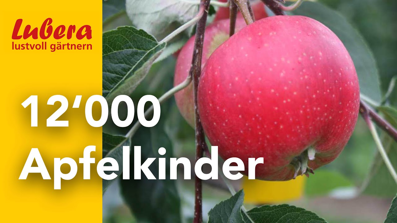 Apfelzüchtung erklärt: 12'000 Apfelkinder und viel Geduld