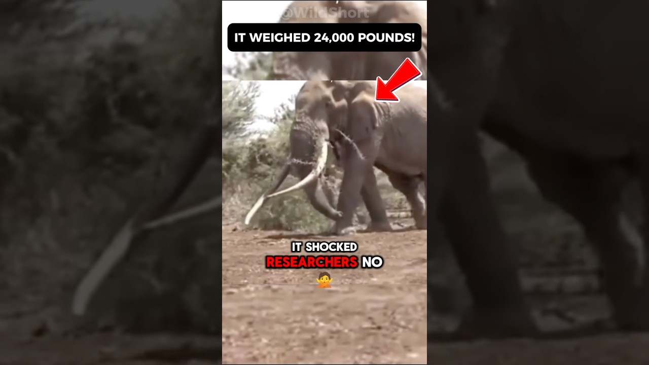 🐘 Meet Henry: The Largest Elephant Ever Recorded 🌍👑