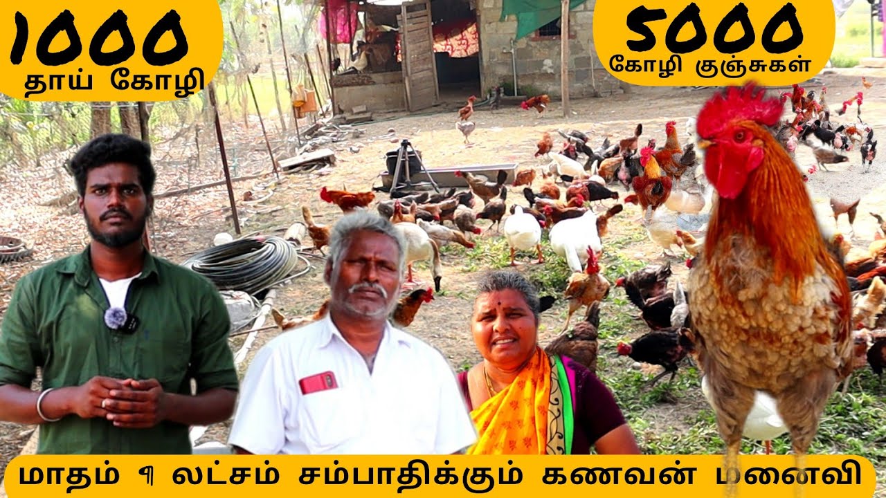 1000 ஆயிரம் நாட்டுக்கோழிகள் 🐣🐓மாதம் 1 லட்சம் வருமானம்💢 #pannaiveedu #farm #tamilnadu #nattukozi