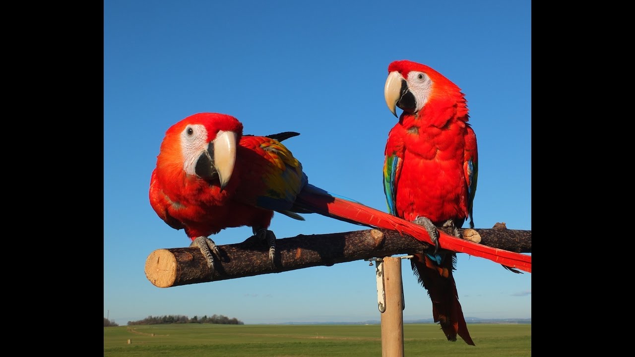 Scarlet Macaw Free Flight Podolanaka 13.1.2016 (Ara Arakanga Diego a Goldie, volný let)