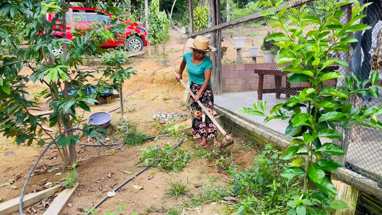 NOSSA VIDA SIMPLES Na ROÇA em 2026: Começamos O Cuidado pelo Quintal.