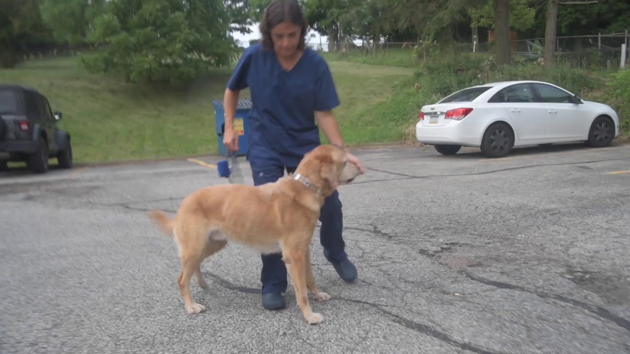 Dog Physical Therapy - Strength Exercises
