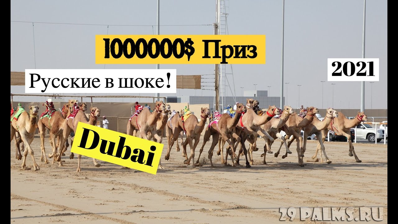 Верблюжьи бега в Дубай /  Русские в шоке!!  $1000000 приз /  скачки верблюдов в оаэ /  the люды
