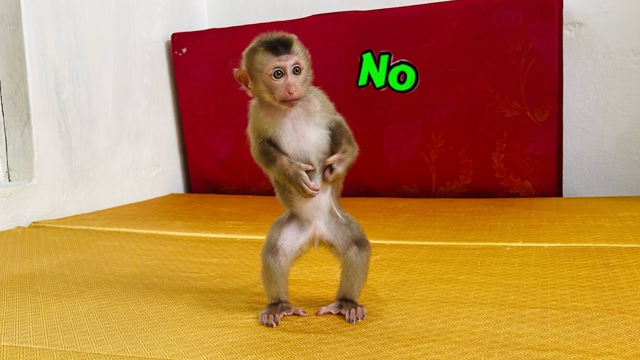 Baby monkey Tina peed on her mother's bed on purpose and ran away.