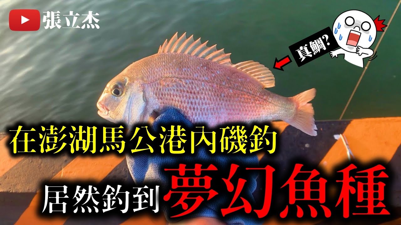 2023.06.23~25｜澎湖馬公港磯釣，居然釣到夢幻魚種！