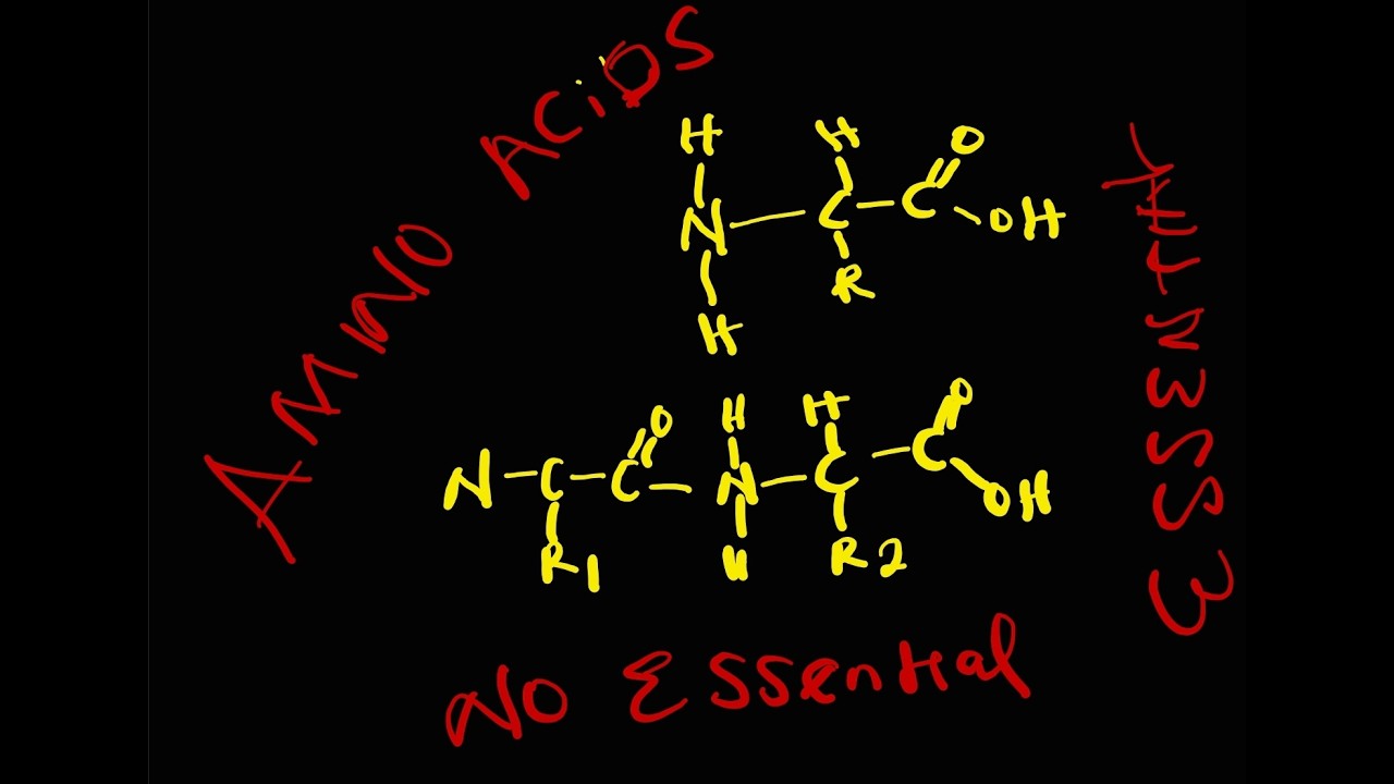 Introduction To proteins and Amino Acidis