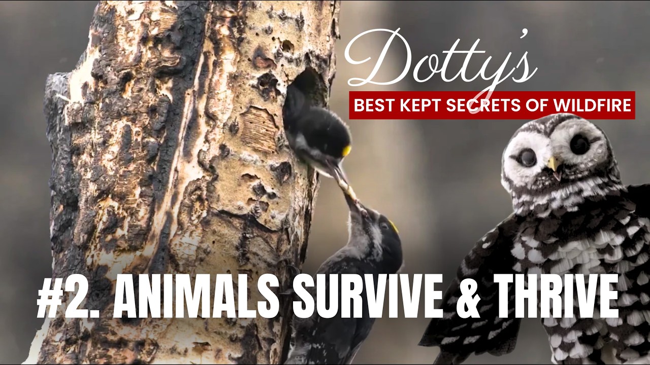 Dotty Owl's Best Kept Secrets of Fire - Ep 2 Wildlife Survive & Thrive