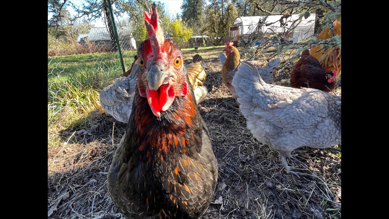 Clucky Chickens Live! Cleaning Waters & Hanging With My Chickens ~ Relaxing