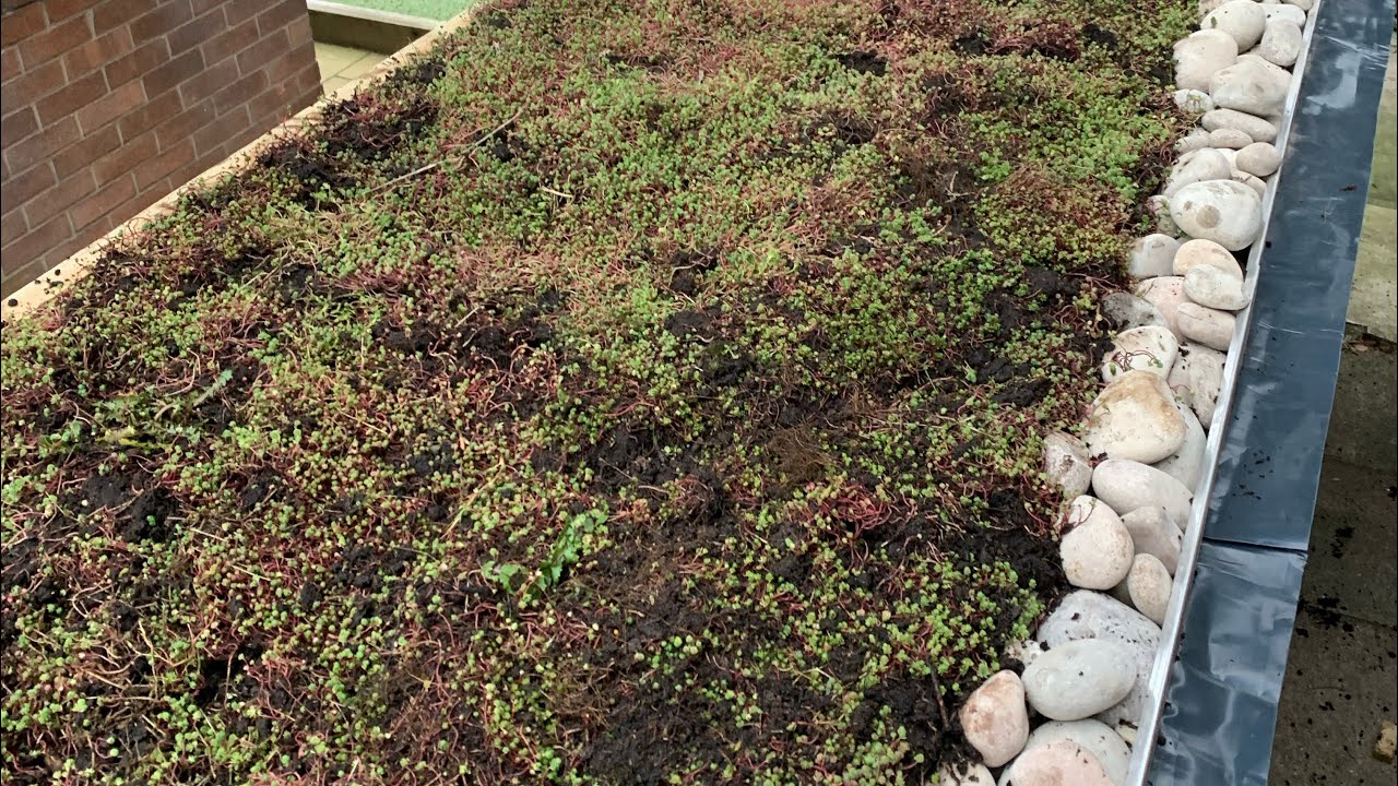 Making a Living Sedum Green Roof