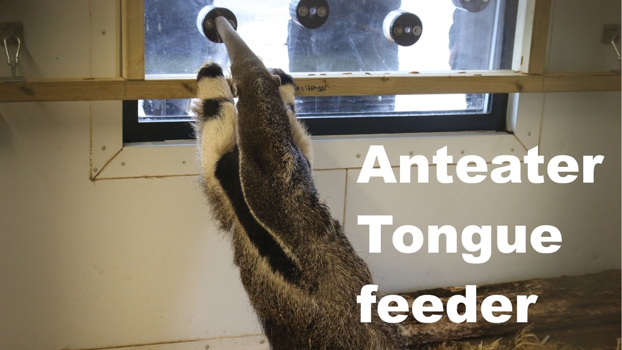 Anteater tongue feeder