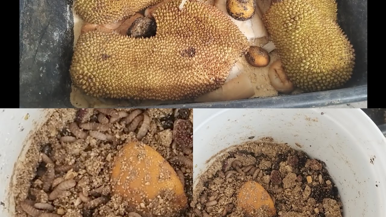 Como fazer o bichinho da laranja , na jaca. 