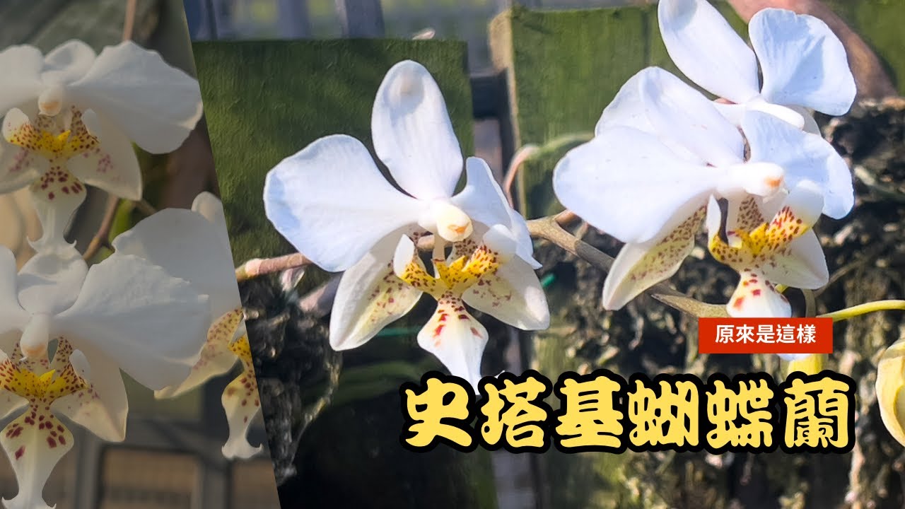 2024年4月3日 五大班葉蝴蝶蘭之一 史塔基蝴蝶蘭！來花了！ 來看看我朋友園子中的史塔基蝴蝶蘭吧