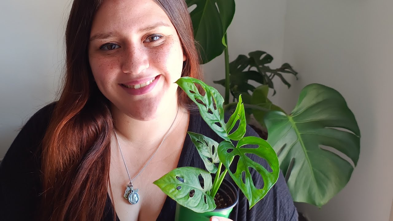 Plantas de interior: trasplante + mantenimiento