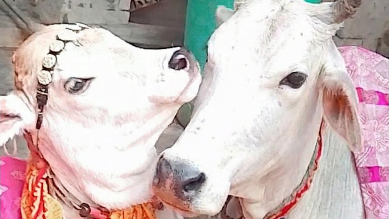 जय गौ माता जय माँ गायत्री #viral#trending#cow#youtube#gaytri cow hardoi #hardoi