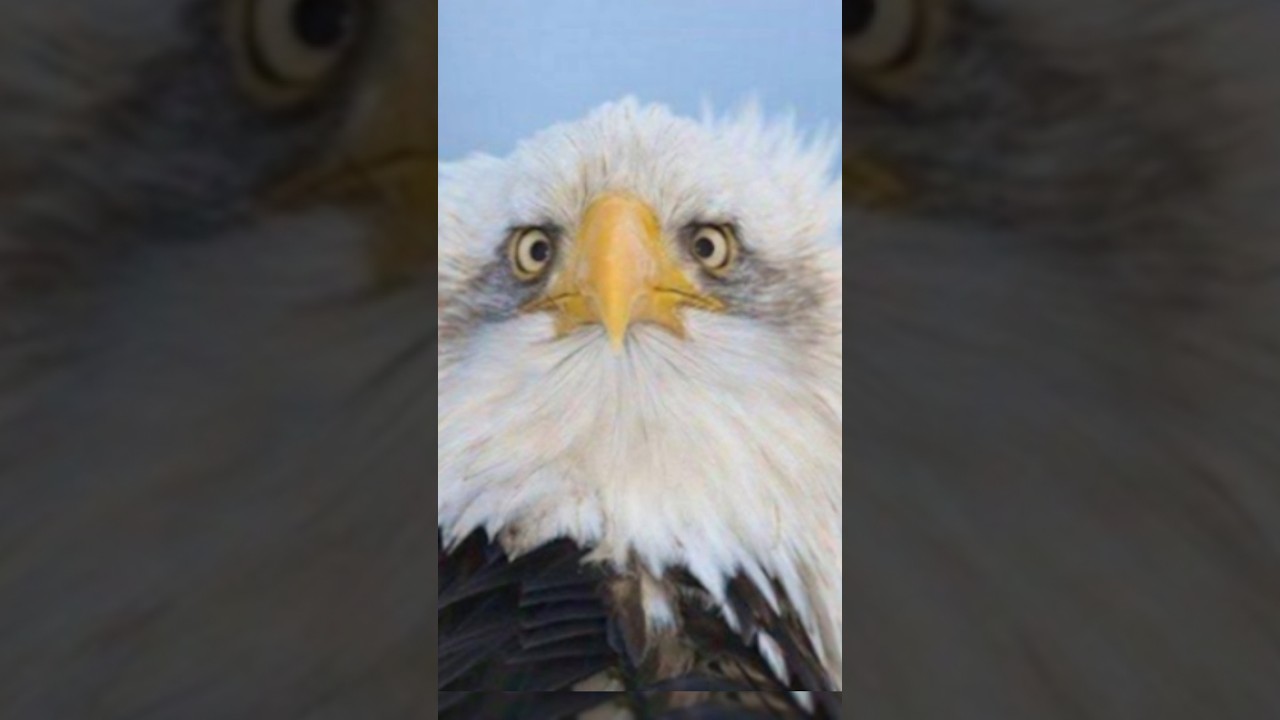 Front view of a Eagle is 😂😱 #shortvideo #eagle