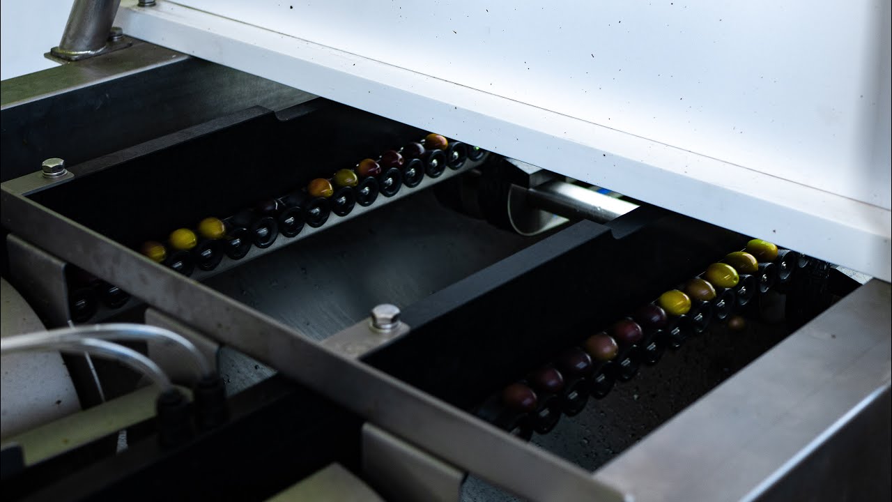 Impianto olive da tavola - Calibrazione Ottica e Selezione Difetti (anche la puntura di mosca)