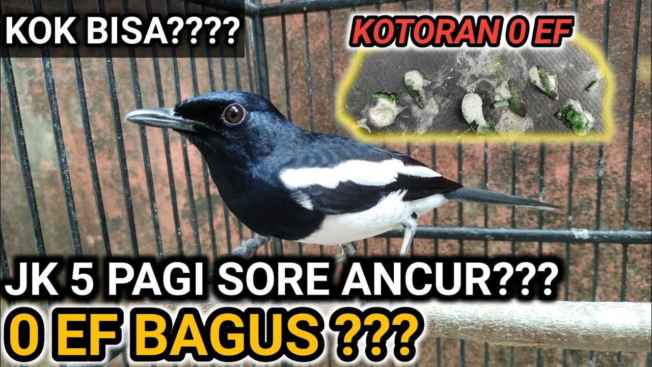 AWAS! METABOLISME BURUNG KACER LAMBAT | DR KACER NEW