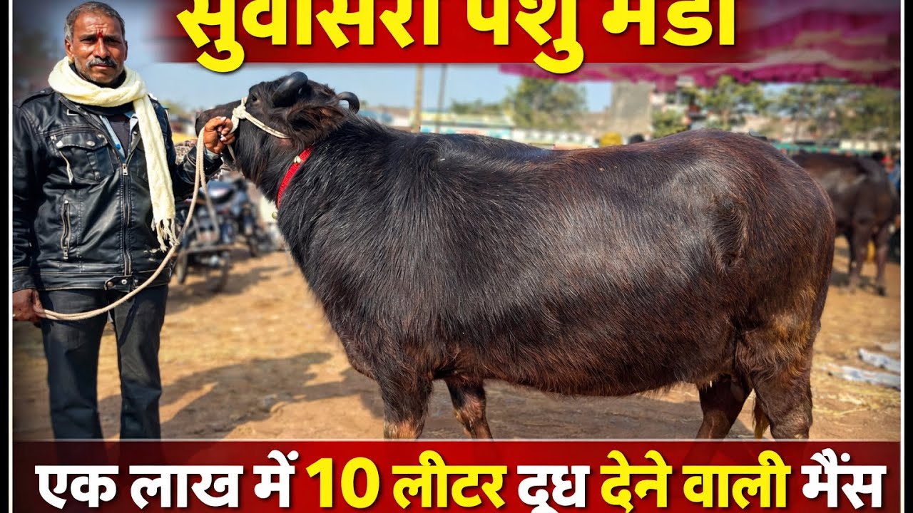 सस्ती और बढ़िया भैंस | सुवासरा पशु मंडी आज का भाव#सुवासरा पशु मंडी #suwasra 