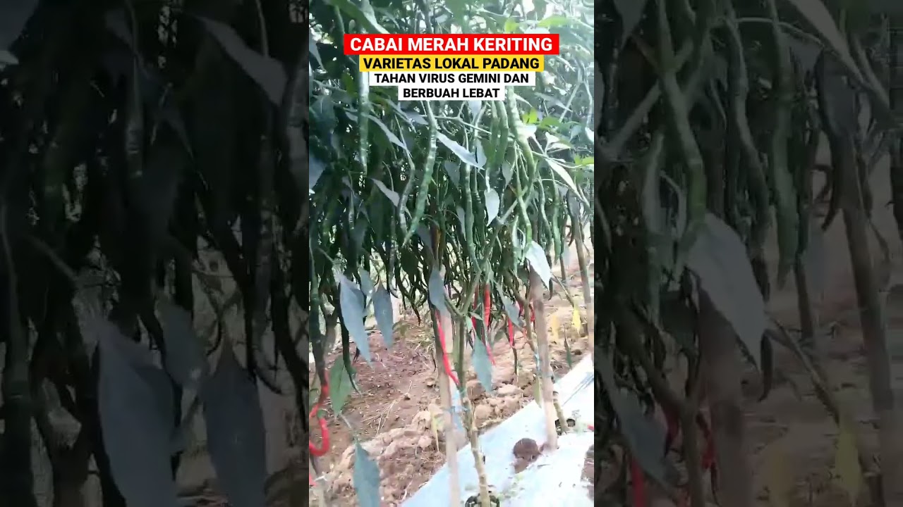 TAHAN VIRUS GEMINI‼️INI DIA VARIETAS CABAI LOKAL PADANG #petani #agriculture #cabai #shorts #fyp