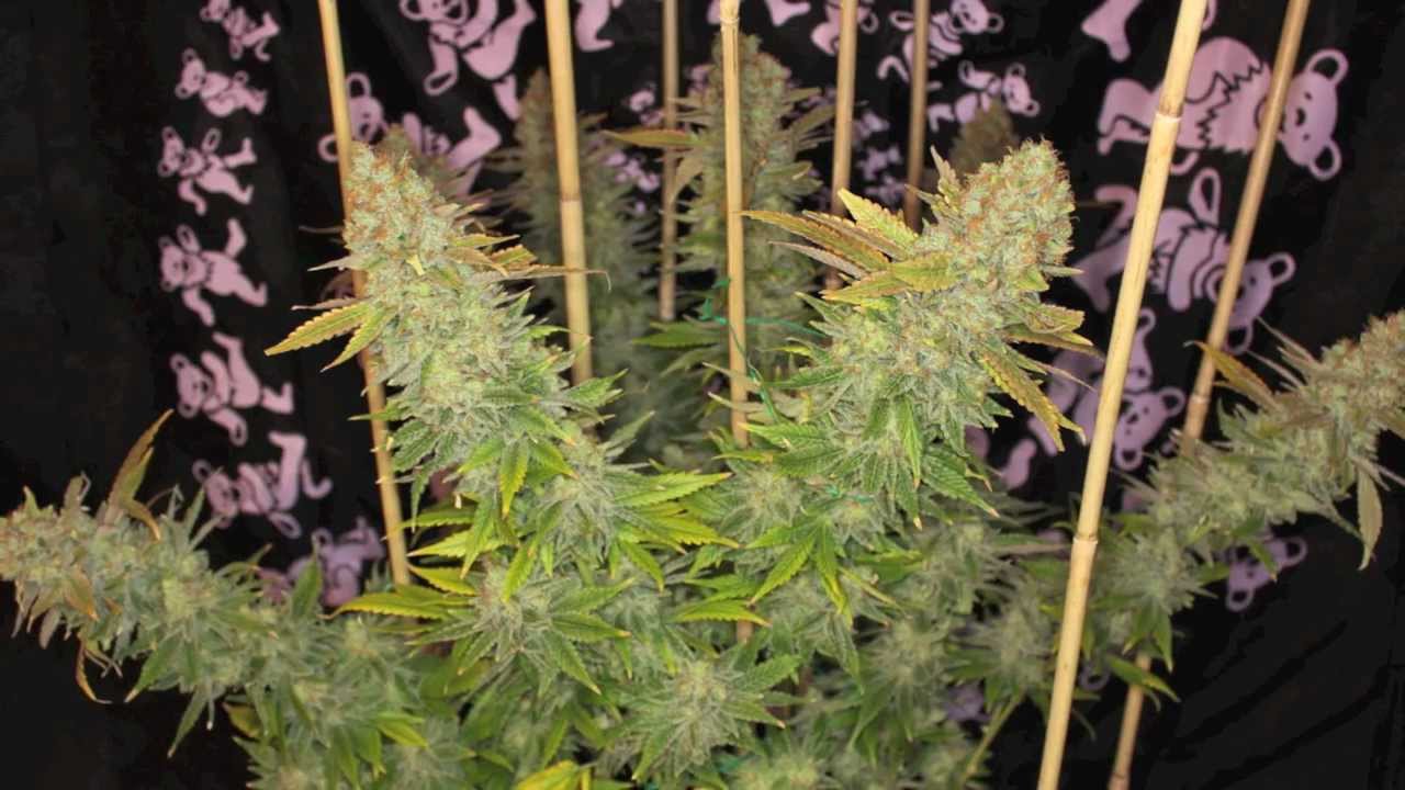 TH Seeds SAGE Harvest - Day 59