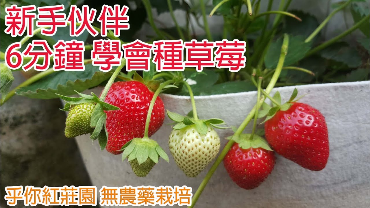 【新手伙伴~6分鐘學會種植草莓】如何挑苗?如何種植?準備什麼資材?享受種植的樂趣，祝您甜蜜喜樂採草莓。乎你紅莊園，無農藥草莓栽培管理!