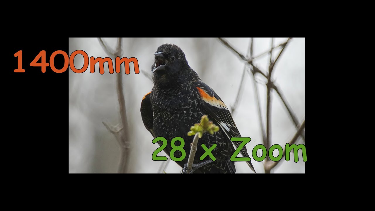500mm Reflex Mirror Lens - Do We Really Need a Spotting Scope?
