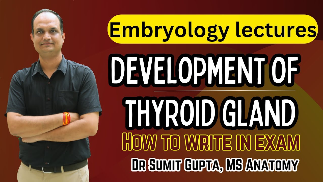 Development of thyroid gland | Embryology